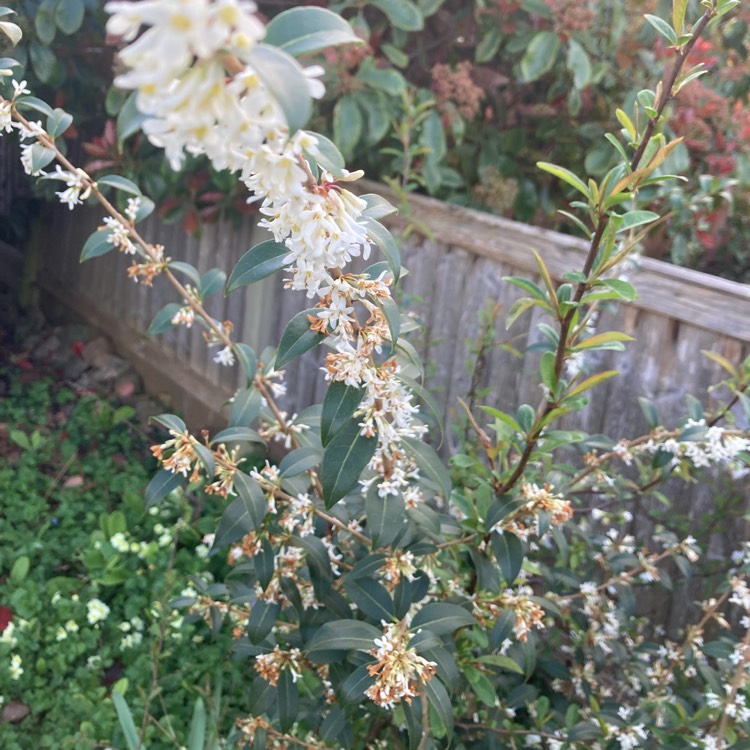 Plant image Osmanthus x burkwoodii