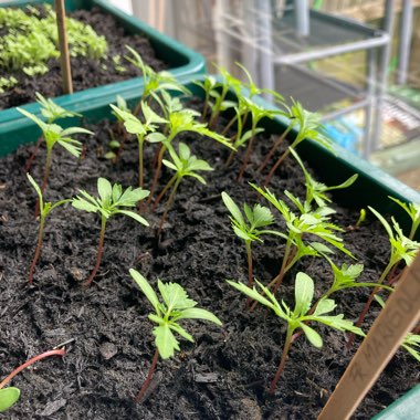 Tagetes patula 'French Bee'