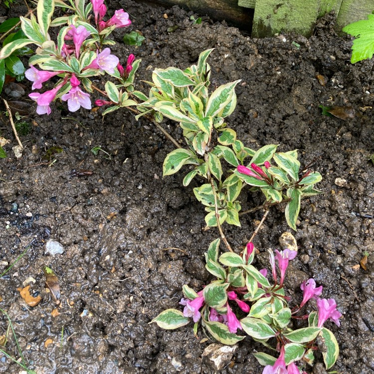 Plant image Weigela florida 'Kolmagira' syn. Weigela florida 'Magical Rainbow', Weigela florida 'Rainbow Sensation'