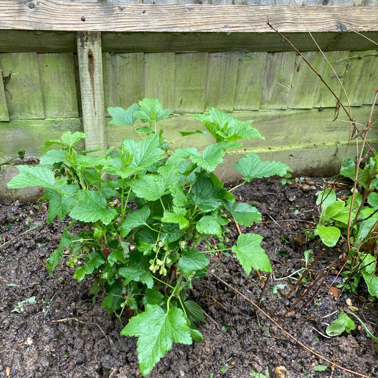 Plant image Ribes nigrum 'Ben Sarek'