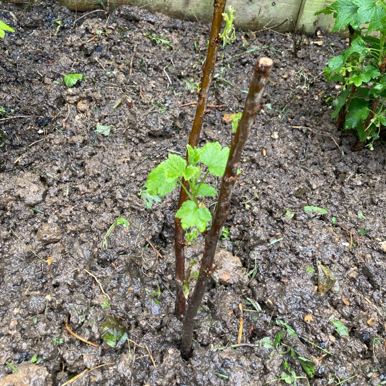 Plant image Ribes Rubrum 'Gloire de Sablon'