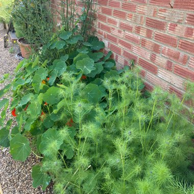 Tropaeolum majus