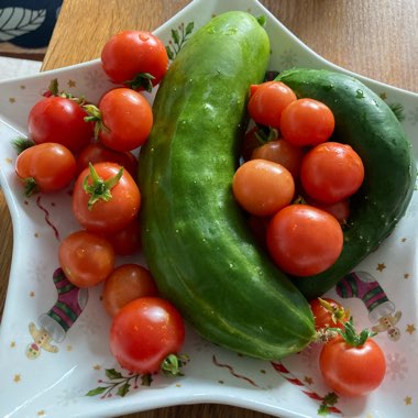 Solanum Lycopersicum var. cerasiforme 'Husky Cherry Red'