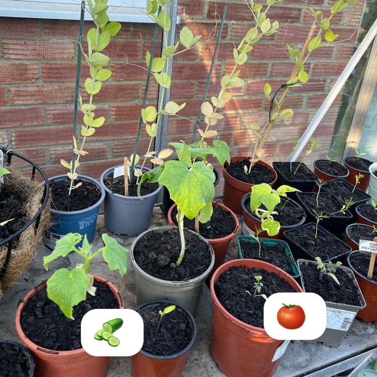 plant image 1732619 plant image 1732619