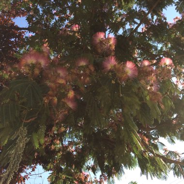 Albizia julibrissin 'Summer Chocolate'