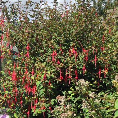 Honeysuckle Fuchsia