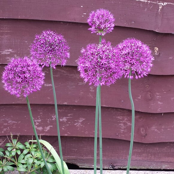 Allium