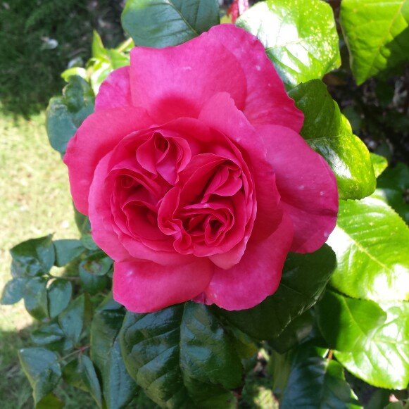 Rose (Hybrid Tea)