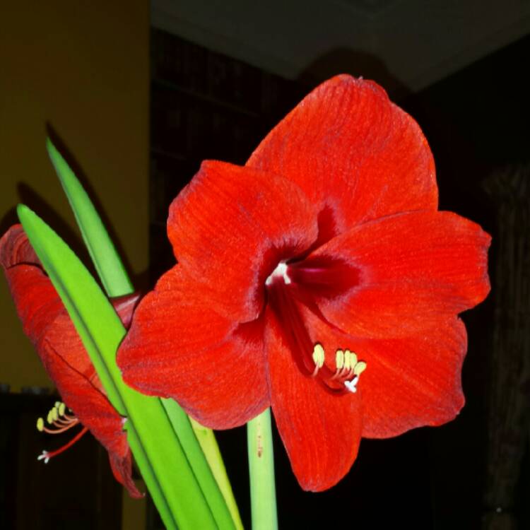 Plant image Hippeastrum (Galaxy Group) 'Red Lion'