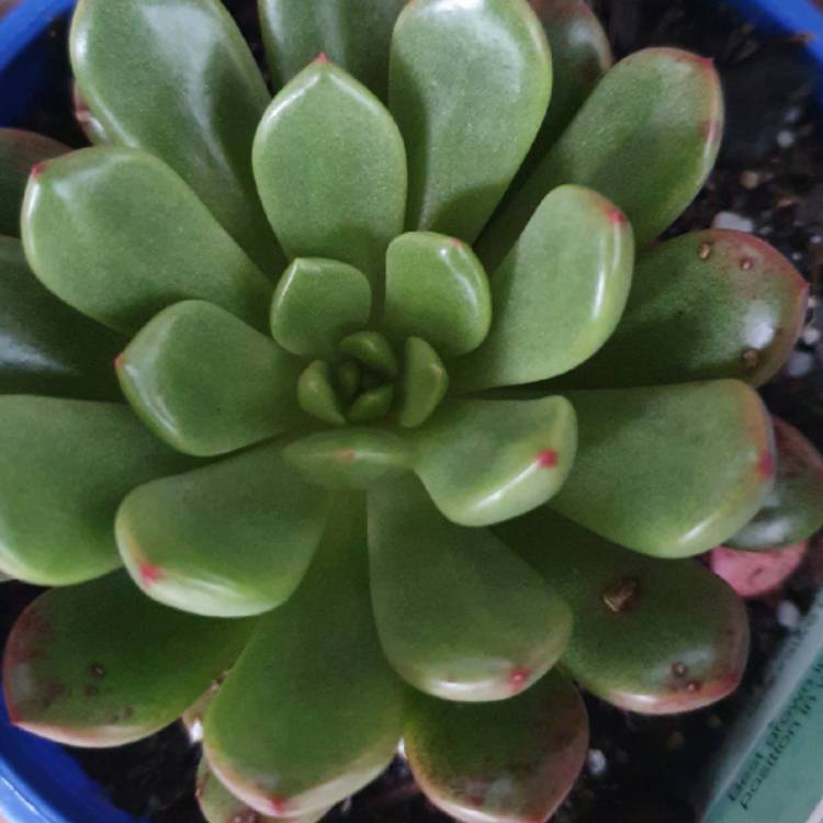 plant image 1302821