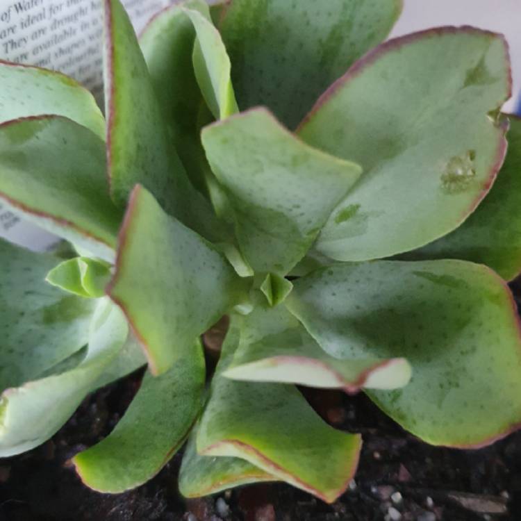 plant image 1302825