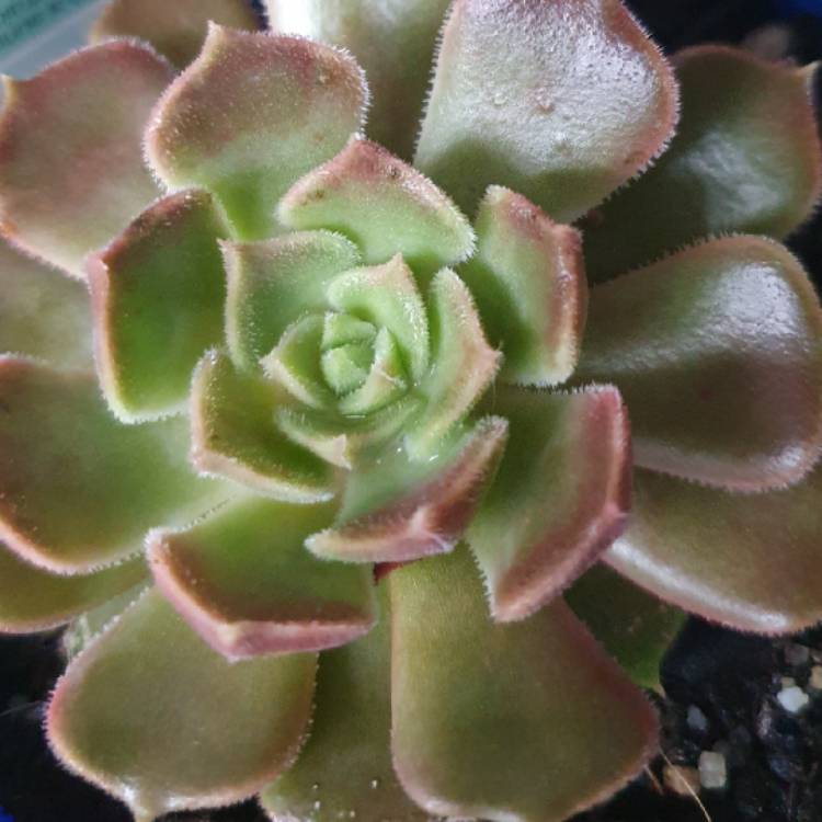 Plant image Echeveria Brown Rose