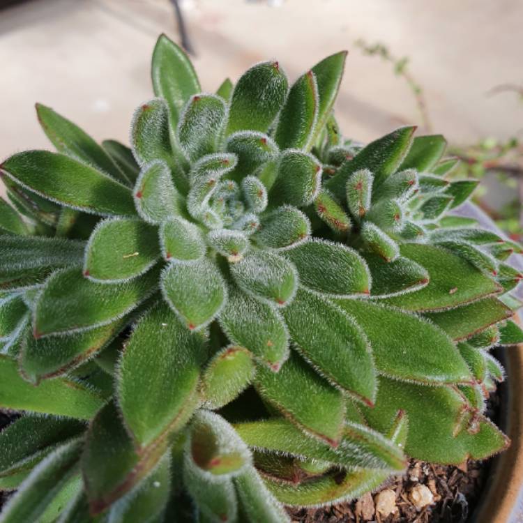 plant image 1304924