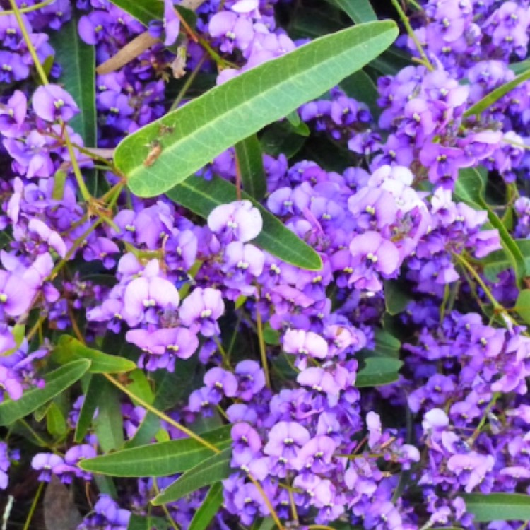 Plant image Hardenbergia violacea 'Happy Wanderer'