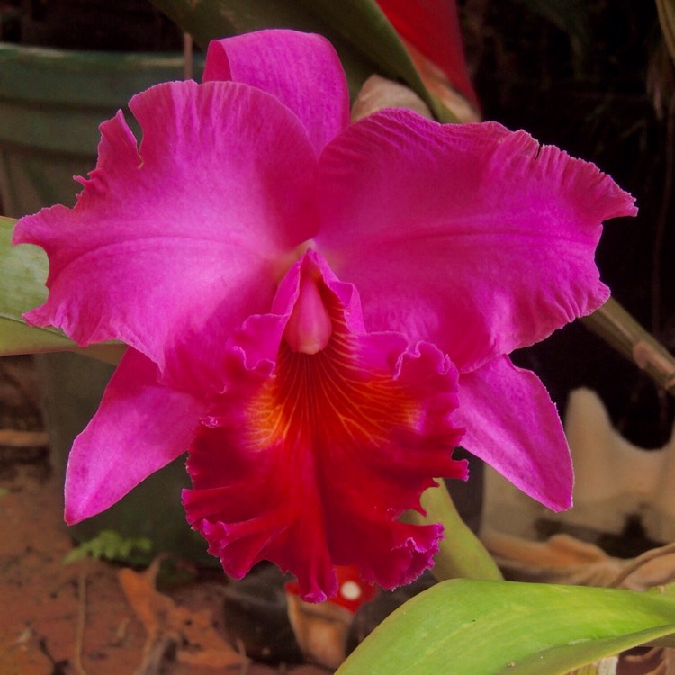 Plant image Cattleya labiata rubra 'Schuller'