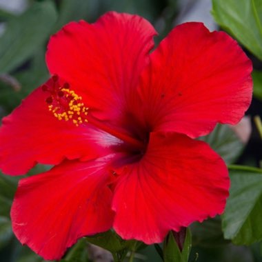 Hibiscus rosa-sinensis