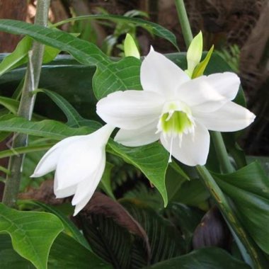 Eucharis amazonica