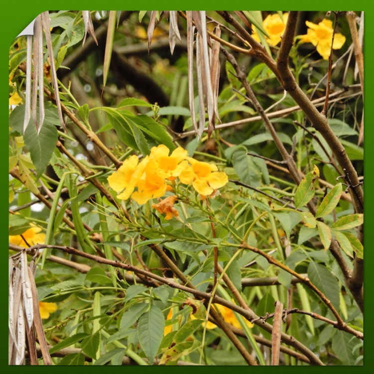 Plant image Tecoma Stans