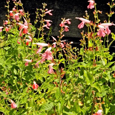 Salvia microphylla 'San Carlos Festival'