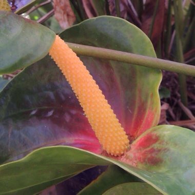 Anthurium (Andraeanum Group)  syn. Anthurium andraeanum