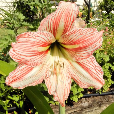 Hippeastrum