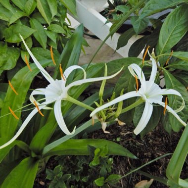 Hymenocallis acutifolia syn. Hymenocallis littoralis var. acutifolia