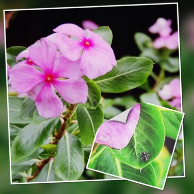 Catharanthus roseus syn. Vinca Rosea 'Grape Cooler'