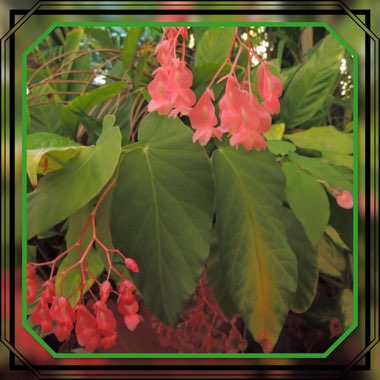 Begonia maculata 'Raddi'