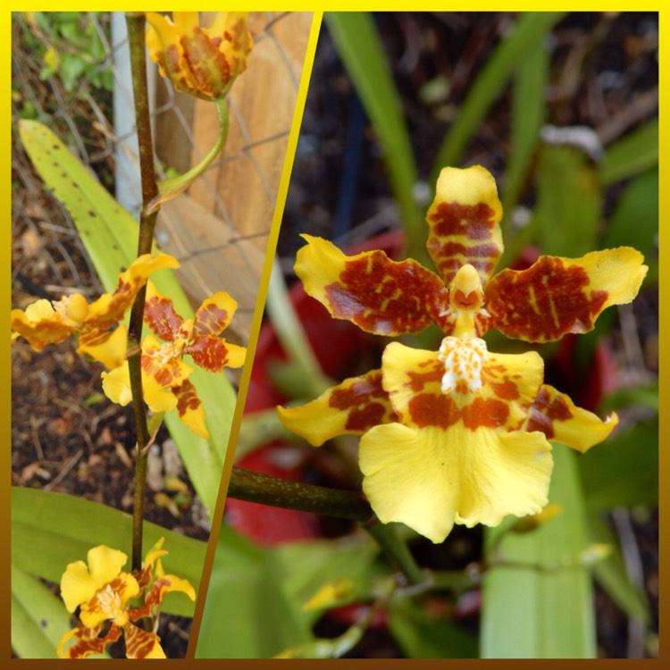 Plant image Oncidium 'Golden Showers'