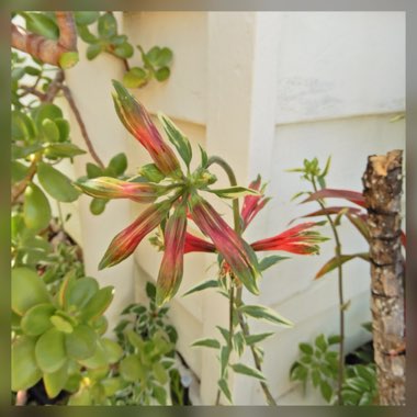 Alstroemeria psittacina 'Royal Star' syn. Alstroemeria psittacina 'Variegata'