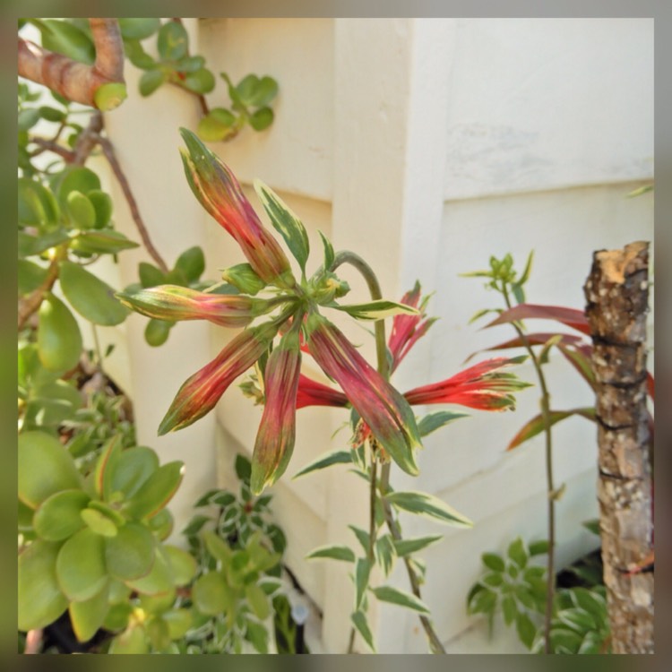 Plant image Alstroemeria psittacina 'Royal Star' syn. Alstroemeria psittacina 'Variegata'