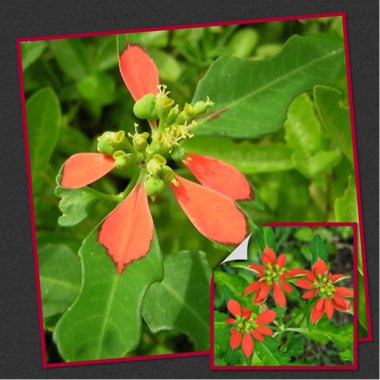 Euphorbia cyathophora syn. E. barbellata