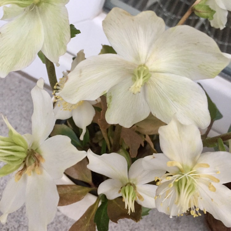 Plant image Helleborus x nigercors 'Emma'