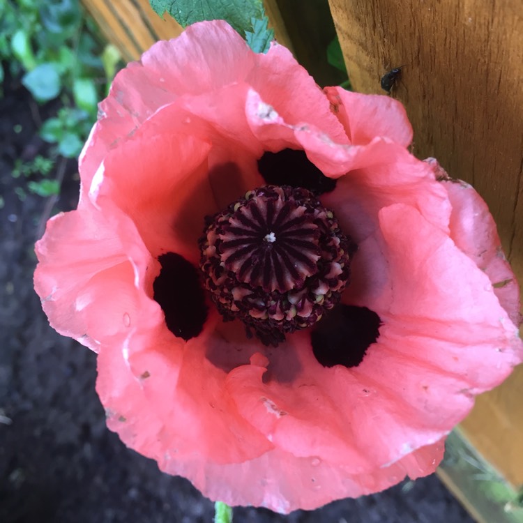 Plant image Papaver somniferum 'Pink Dawn'