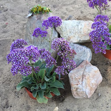 Sea Lavender 'Blue Sky'