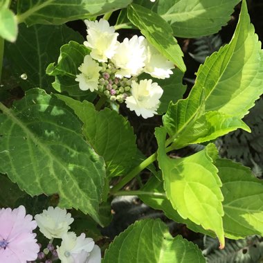 Hydrangea Hayes Starburst