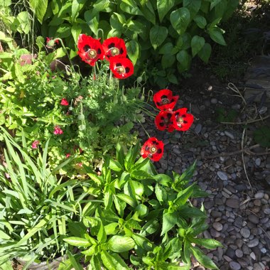 Caucasian Scarlet Poppy 'Ladybird'