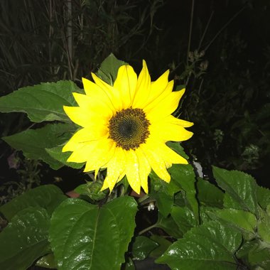 Dwarf Sunflower 'Micro Sun'