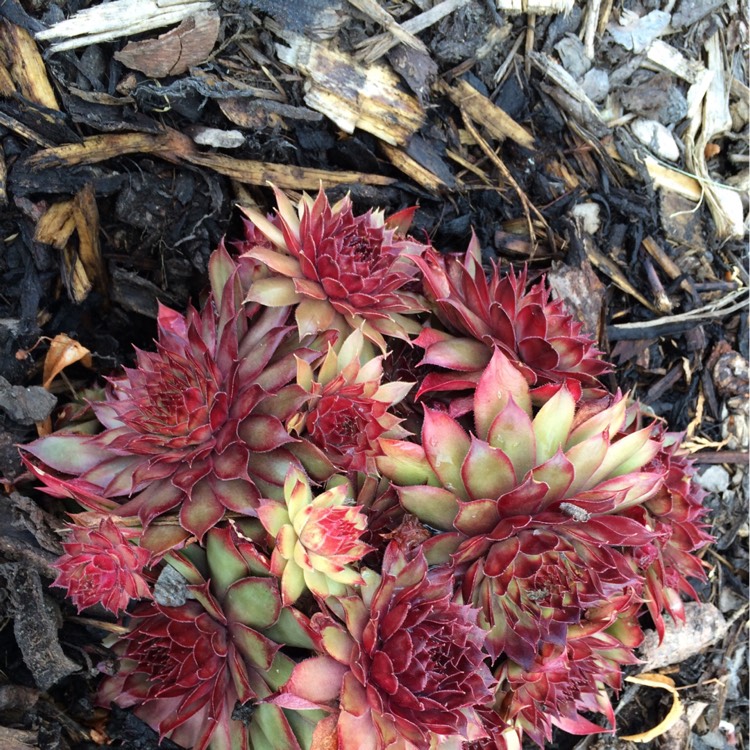 Plant image Sempervivum Winter Red