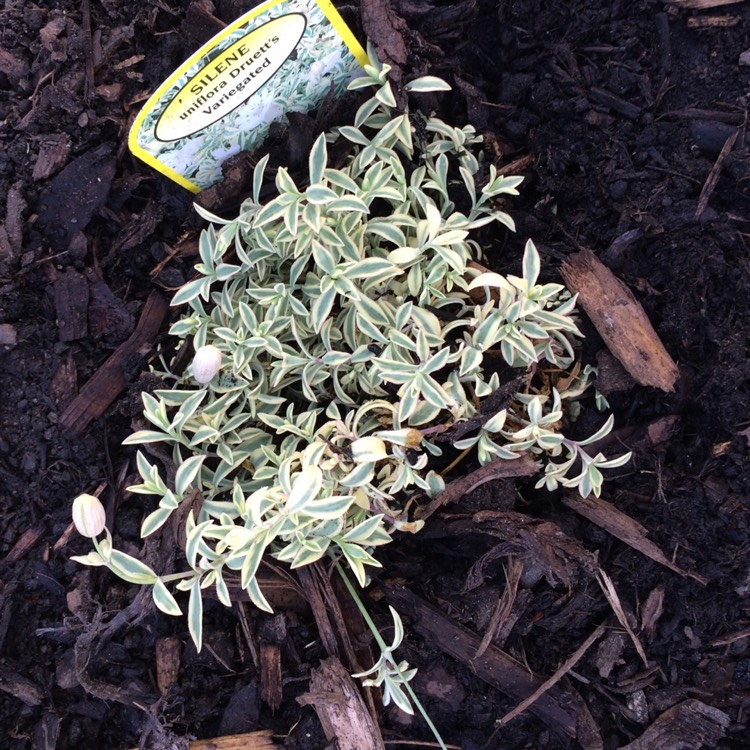 Plant image Silene 'Druett's Variegated'