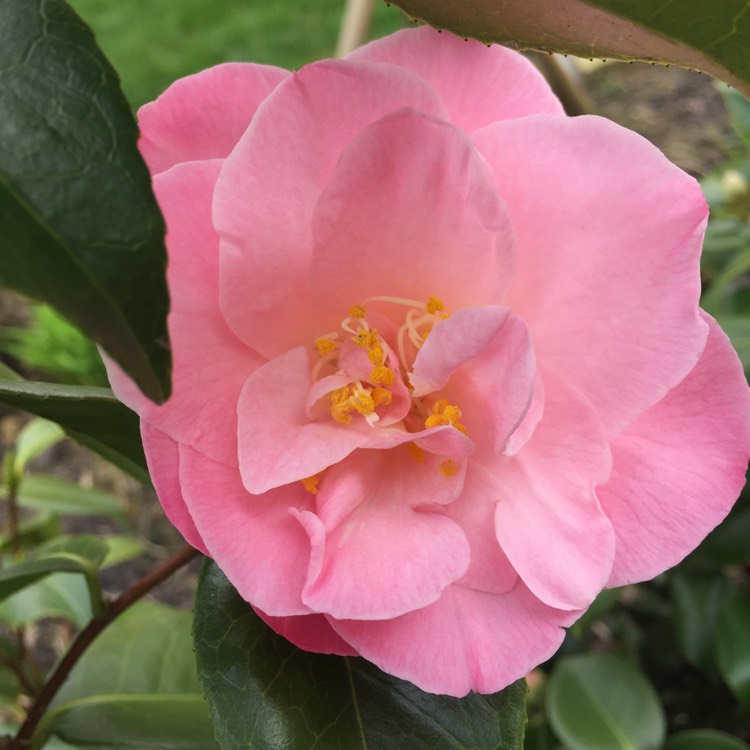 Plant image Camellia japonica 'April Remembered'