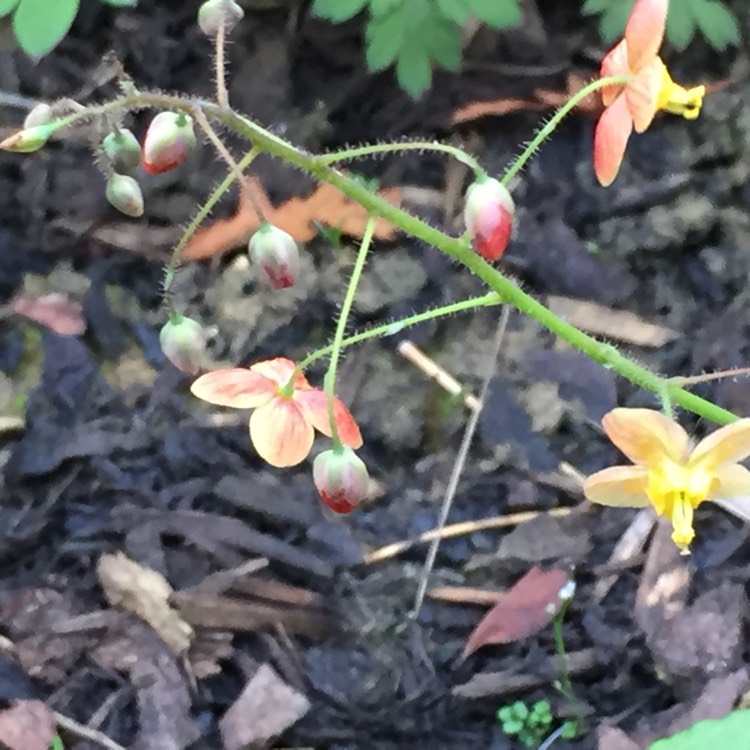 Plant image Epimedium x warleyense 'Orangekonigin'