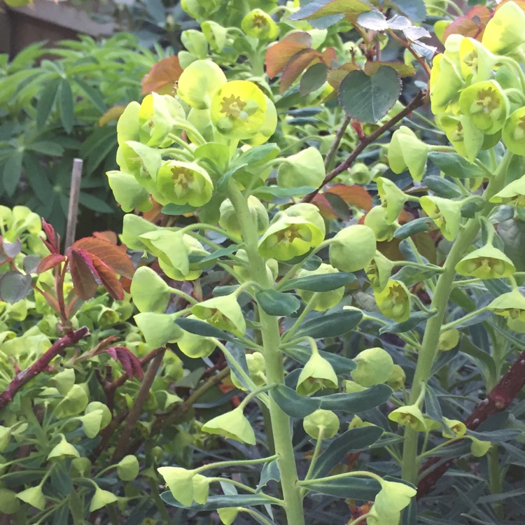 Plant image Euphorbia characias subsp. characias 'Humpty Dumpty' syn. Euphorbia wulfenii 'Humpty Dumpty'