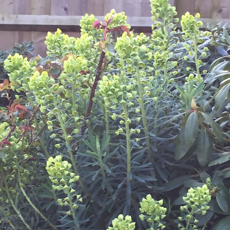 Plant image Euphorbia characias subsp. characias 'Humpty Dumpty' syn. Euphorbia wulfenii 'Humpty Dumpty'