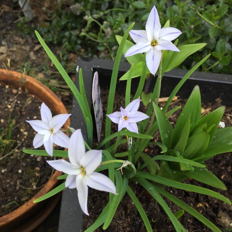 Plant image Ipheion uniflorum 'Wisley Blue'