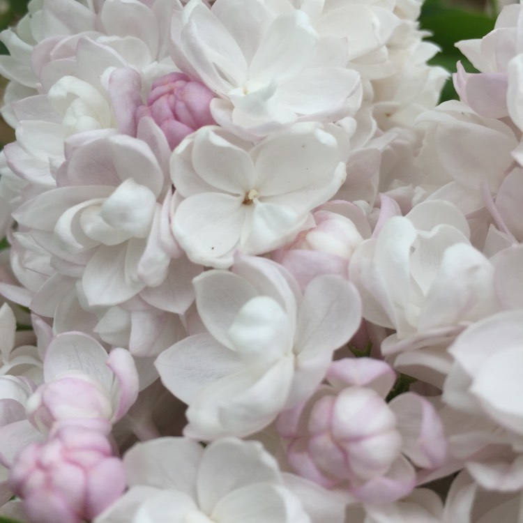 Plant image Syringa vulgaris 'Krasavitsa Moskvy' syn. Syringa vulgaris 'Beauty Of Moscow'