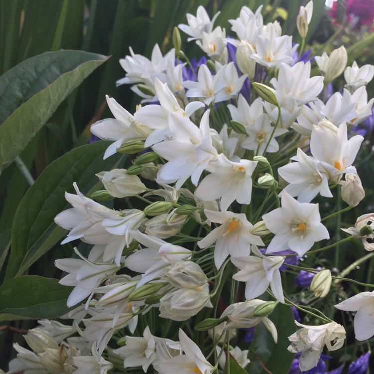 Plant image Triteleia hyacinthina