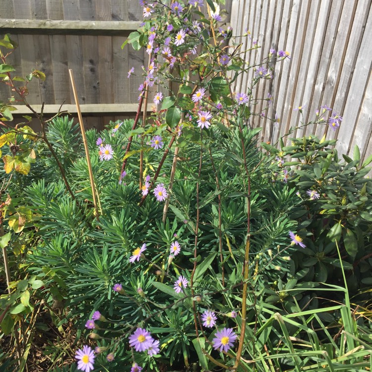 Plant image Aster x frikartii 'Jungfrau'