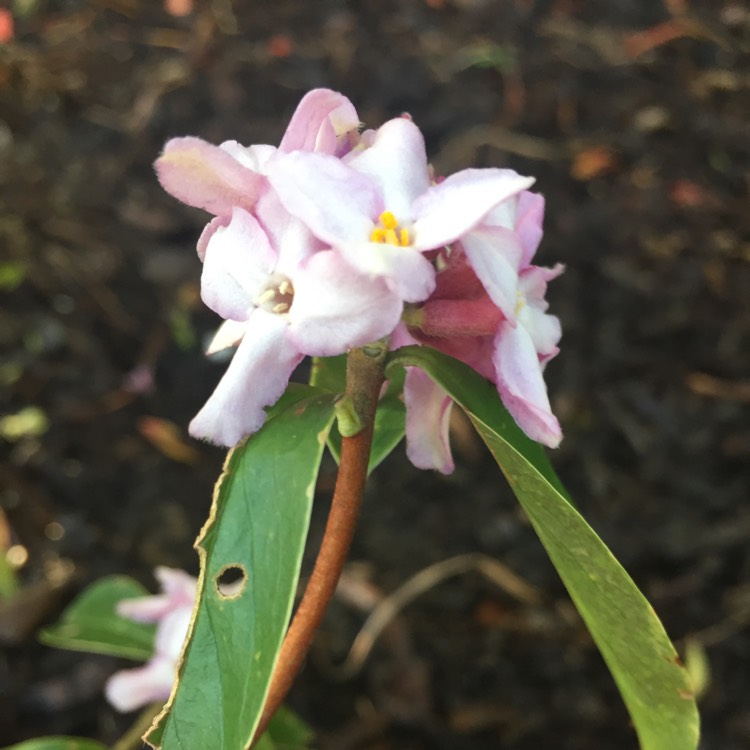 Plant image Daphne