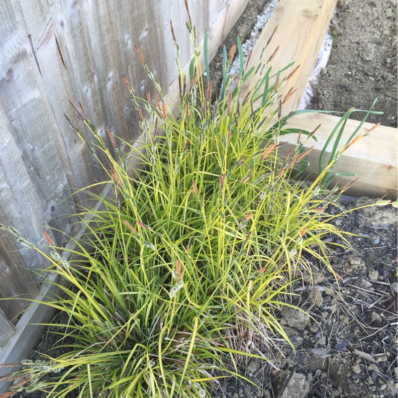 Plant image Carex elata 'Aurea'